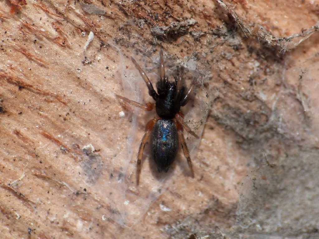 Piccolo Gnaphosidae colorato: cfr Poecilochroa  - Ostia (RM)